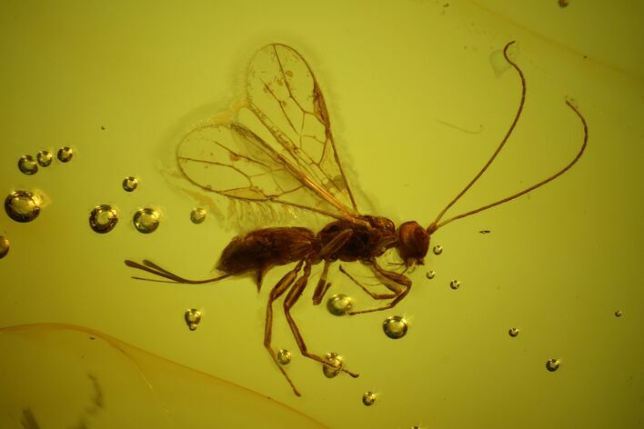 Detailed Fossil Wasp (Hymenoptera) In Baltic Amber #166241